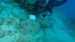 World's oldest shipwreck found off coast of Turkey