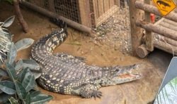 Police issue major update on condition of boy, 3, 'thrown' into crocodile enclosure