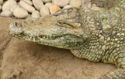 Major health update on boy, 3, seriously injured in zoo's crocodile enclosure