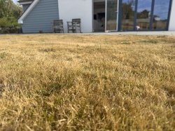Gardener shares best thing to do if your lawn has turned brown in heatwave