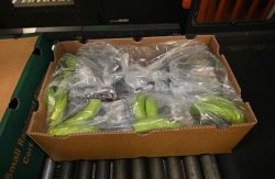 £232m cocaine haul hidden in banana shipment at UK port