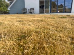 'Don't rush to fix' drought-stressed lawn as 'it won't revive faster', gardener warns