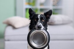 Dog owners sent urgent warning as recall issued for popular Amazon product