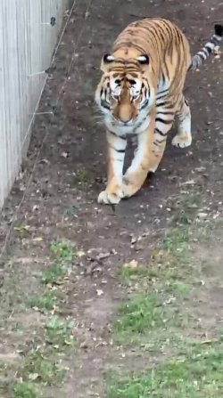 Yorkshire Wildlife Park confirms fate of tiger that mauled man to death in tragedy