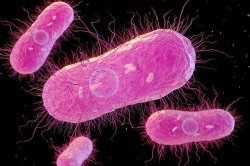 Horror as 27 people sick after outbreak of deadly bacteria - 5 in <b class='text-danger'>hospital</b>